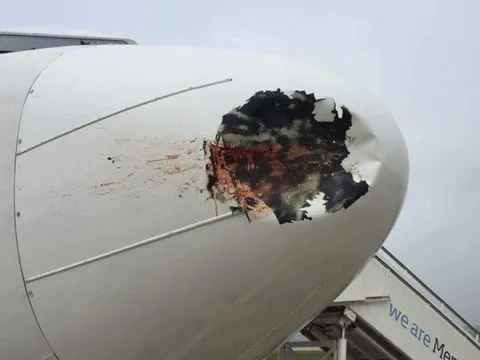 Tăng cường kiểm soát, kéo giảm số vụ chim trời va chạm tàu bay