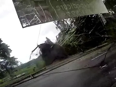 Cây đa đổ do bão, người dân tá hỏa phát hiện sự thật đau lòng