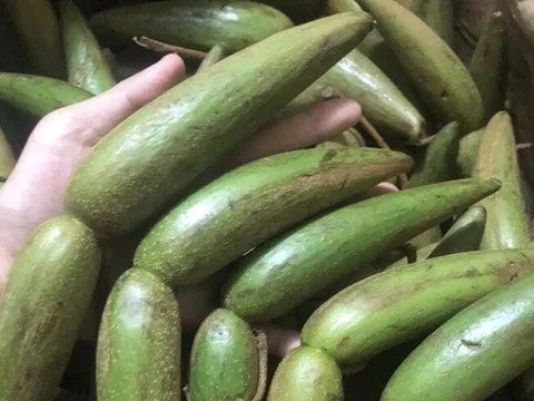 Loài cây dại "xấu xí" trước cho không ai lấy, nay đi nhặt quả bán gần 100.000 đồng/kg