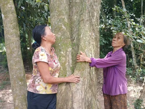 Cả làng đồng lòng bảo vệ vườn cây cổ thụ suốt gần hai thế kỷ