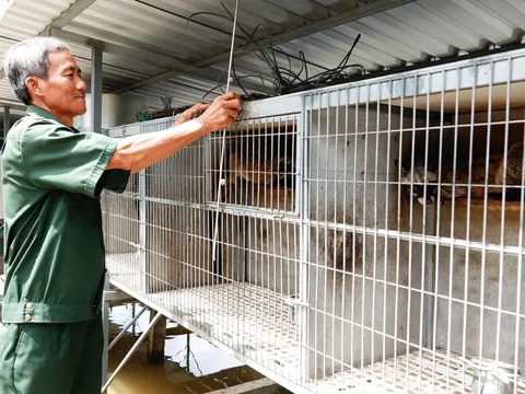 Cãi vợ nuôi con "đặc sản" dân nhậu thích mê, lão nông kiếm bộn tiền