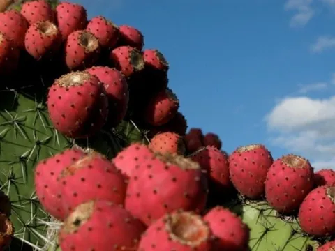 Loài cây "đáng ghét" trong mắt nông dân, nay 300.000 đồng/kg