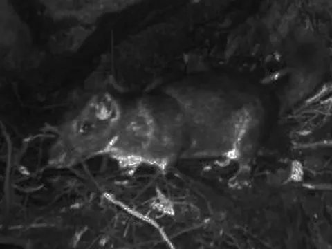 Loài vật quý hiếm bậc nhất thế giới, "tuyệt chủng 11 triệu năm" bất ngờ xuất hiện ở Việt Nam