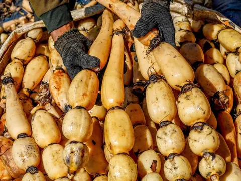 2 loại củ dễ là “ổ ký sinh trùng", cái số 1 nhiều người vẫn thường xuyên ăn