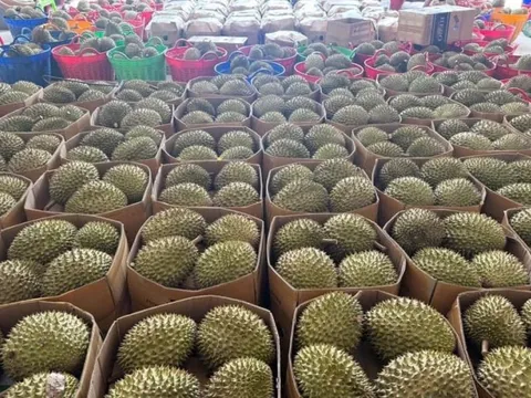 Sầu riêng tươi xuất khẩu có quy trình ATTP thống nhất toàn quốc