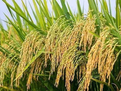 Nhiều tiến bộ trong cây trồng chỉnh sửa gen trên thế giới