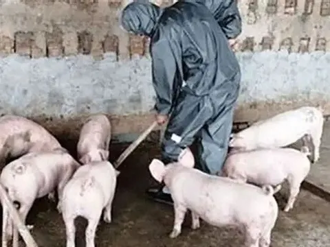 Ngăn dịch tái bùng phát, không để giá thịt lợn tăng đột biến