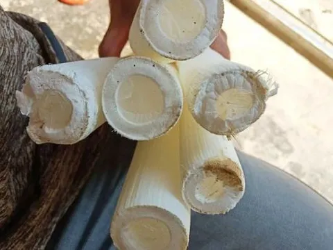 Cây dại xưa không ai "ngó" nay có giá đắt đỏ, gần 3 triệu đồng/kg