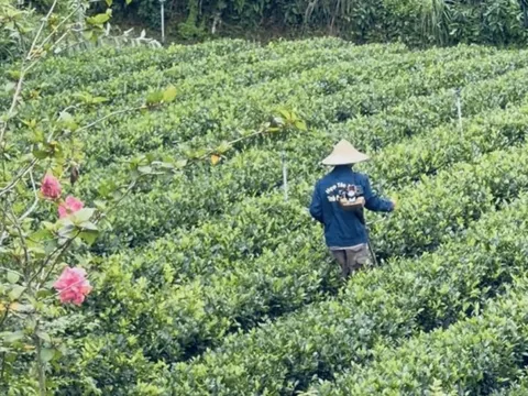 "Đệ nhất danh trà" Thái Nguyên trước thời cơ trở thành ngành hàng tỷ USD
