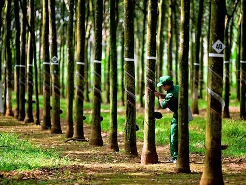 Cao su Đồng Phú chi gần 174 tỷ đồng trả cổ tức năm 2024, tỉ lệ 20%