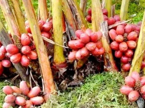 Quả dại ở quê không ai ăn không ngờ là "mỏ vàng", 300.000 đồng/kg