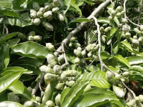 Loại hạt xưa rụng "thối gốc" không ai nhặt, nay có giá đắt đỏ bậc nhất Việt Nam, 4 triệu đồng/kg
