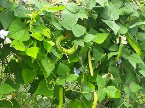 Thứ từng là "thức ăn cho lợn" nay có giá đắt đỏ, 1 triệu đồng/kg, ở Việt Nam trồng bạt ngàn
