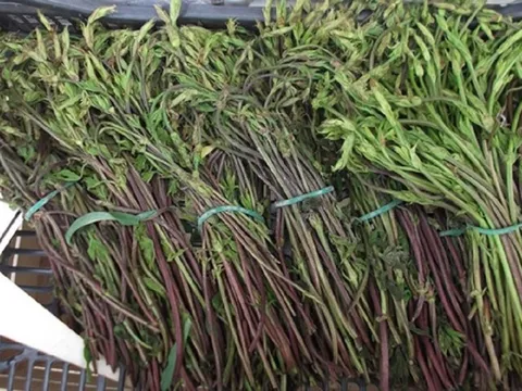 Loại rau dại từng không ai "ngó" đến, nay thành đặc sản 39 triệu đồng/kg