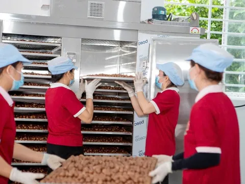 Áp dụng tiêu chuẩn VietGAP giúp mắc ca tăng giá bán từ 10 – 20% so với sản xuất thông thường