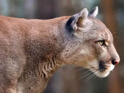 Bé gái bị sư tử núi tấn công khi đang chơi ở chuồng gà