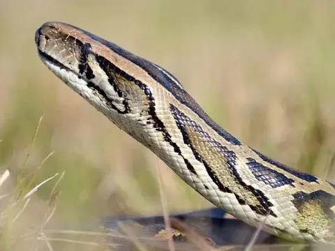 Bắt được 87 con trăn trong 1 tháng người đàn ông kiếm bộn tiền