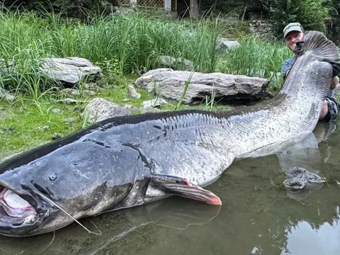 Cần thủ câu được con cá trê khổng lồ dài 2,68 mét trên sông