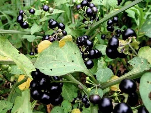 Quả dại ven đường xưa không ai "ngó" nay có giá đắt đỏ, gần 1 triệu/kg, ở Việt Nam mọc um tùm