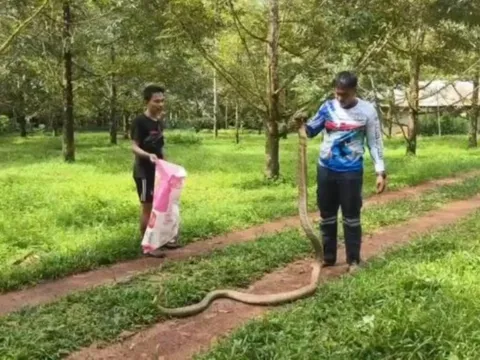 Bắt sống rắn hổ mang chúa khổng lồ nặng 8kg trong vườn sầu riêng