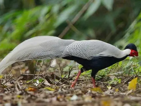 Tận mục loài gà lôi trắng quý hiếm tại Quảng Trị