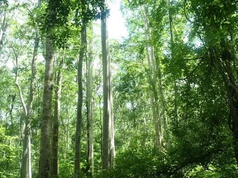 Hiệu quả từ sự tăng cường sự lãnh đạo của Đảng với phát triển lâm nghiệp