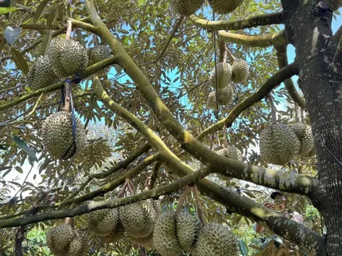 Lấy lại thị trường sầu riêng bằng chất lượng