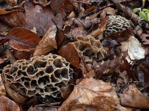 Cây dại quý hiếm bậc nhất thế giới, vị ngon hơn thịt, cực bổ dưỡng, 13 triệu đồng/kg