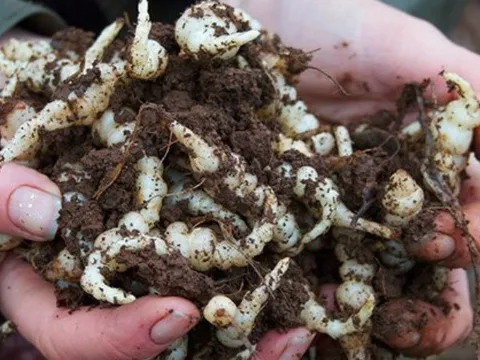 Rễ cây dại trông như con sâu không ngờ quý như "nhân sâm của người nghèo", hơn 140.000 đồng/kg