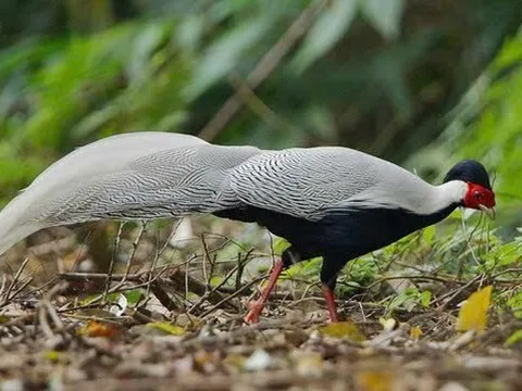 Một cách xử lý lay động lòng người