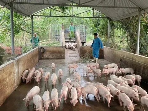 Nhiều khó khăn trong kiểm soát dịch tả lợn châu Phi