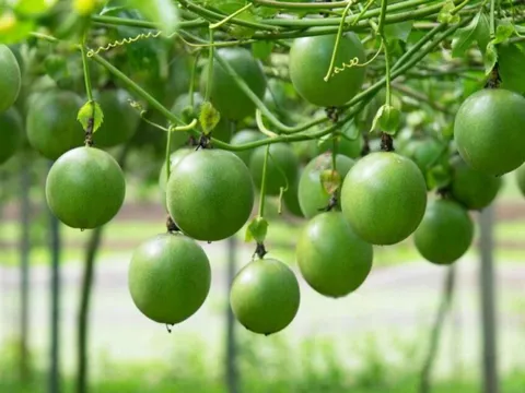 Loại quả được đánh giá "tốt nhất thế giới", ở Việt Nam trồng bạt ngàn