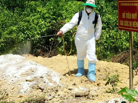 Quảng Ngãi kiểm soát chặt chẽ vùng biên giới để ngăn ngừa dịch tả lợn châu Phi