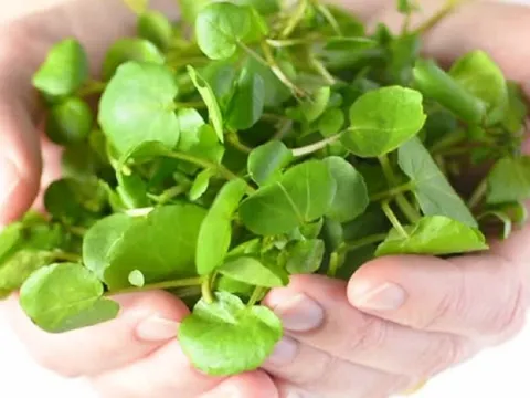 2 loại rau dễ là nơi "tổ ký sinh trùng" ẩn náu, nhất cái số 1 nhiều người mê tít