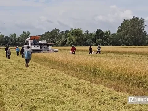 Cách người miền Tây biến “kẻ phá lúa” thành đặc sản trứ danh