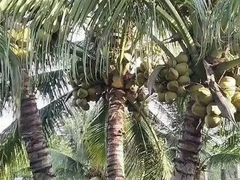 Sự trỗi dậy mạnh mẽ của ngành dừa Việt Nam