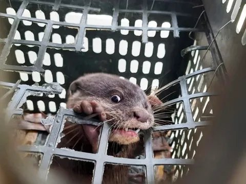 Ra thăm lờ bắt cá, người dân bất ngờ bắt được con vật "lạ mắt"