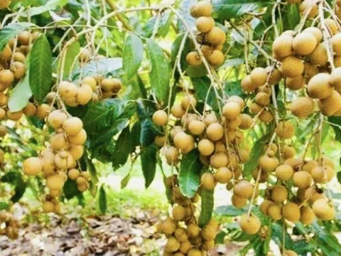 Vụ nhãn Hưng Yên 2025: Sản lượng vượt 50.000 tấn, trên 60% đạt chuẩn VietGAP và hữu cơ