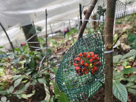 Quảng Ngãi: Đề xuất thành lập Trung tâm bảo tồn và phát triển cây Sâm Ngọc Linh