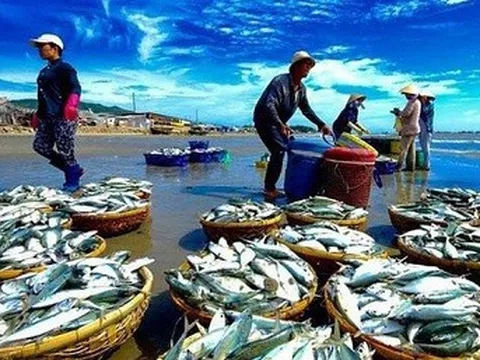 Thúc đẩy tiêu thụ thủy sản nội địa để cân bằng phát triển