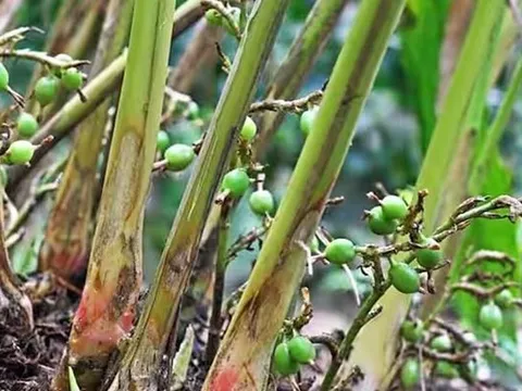 Loại hạt đắt đỏ bậc nhất thế giới, 2 triệu đồng/kg, ở Việt Nam trồng bạt ngàn