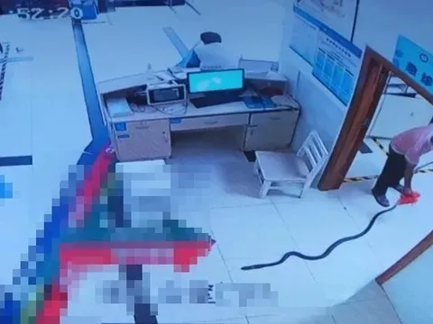 Cụ ông bị rắn hổ mang dài 2,2 mét cắn, gia đình có màn xử lý bất ngờ