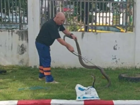 Bắt sống con rắn hổ mang chúa khổng lồ nặng 5kg cắn nam bảo vệ