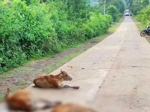 Bản tin 23/8: Xe tải mất thắng tông chết 18 con bò, đền hơn 300 triệu đồng