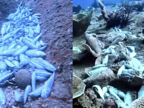 Khánh Hòa: Du khách phát hiện nhiều xác cá chết, san hô gãy bất thường ở đáy biển