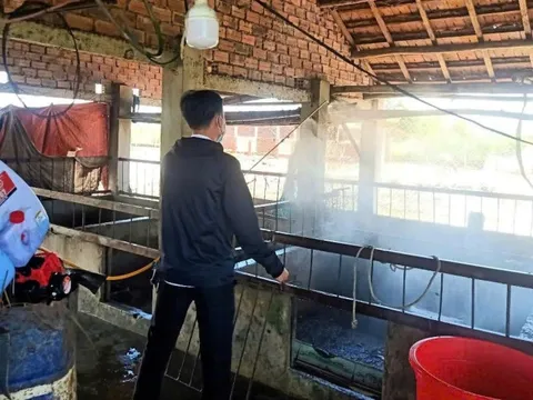 Gia Lai: Dịch tả lợn châu Phi dần được kiểm soát, sức mua thịt lợn tăng trở lại