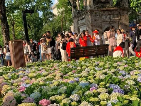 “Biển” cẩm tú cầu giữa lòng Hà Nội hút khách check-in dịp Quốc khánh 2/9