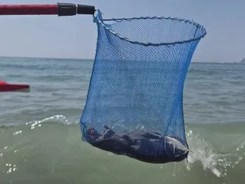 Du khách hoảng loạn rời bãi biển vì phát hiện thứ đáng sợ trôi dạt vào bờ