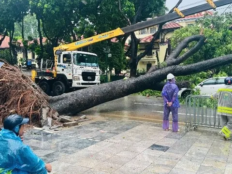 Hà Nội: Cây cổ thụ bật gốc, đè trúng hai ô tô tại ngã tư Trần Phú - Chu Văn An