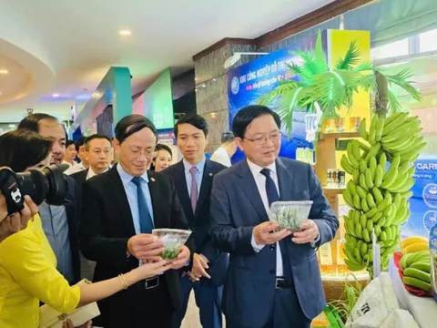 Gia Lai: Điểm đến của các nhà đầu tư nông nghiệp công nghệ cao